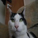 Mister Sphynx
